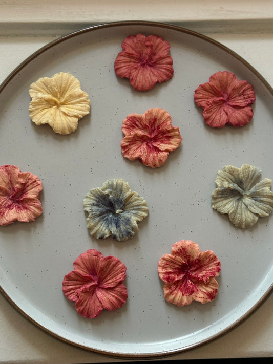 Hibiscus Heaven🌺