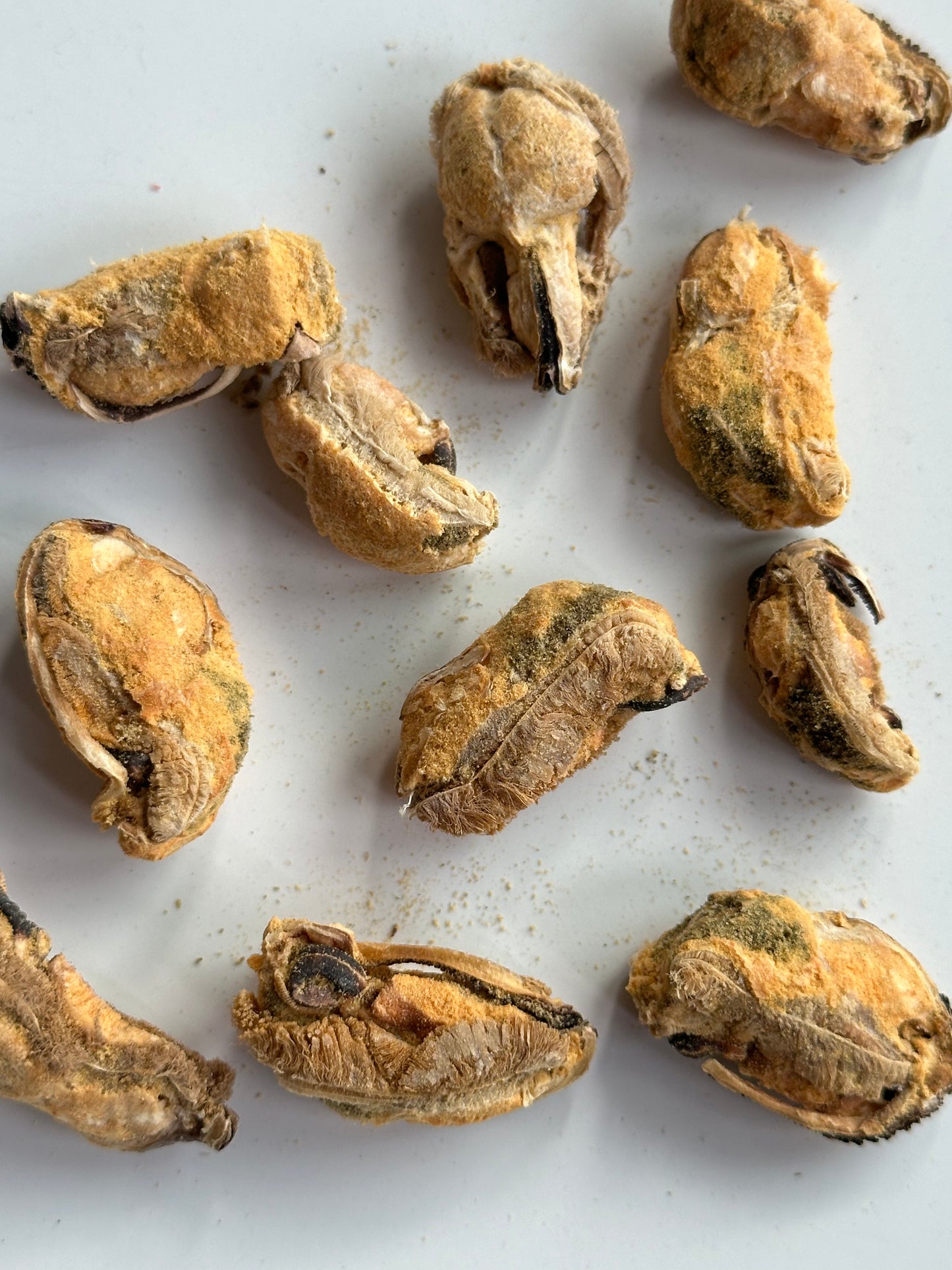 Freeze dried Green Lipped Mussel