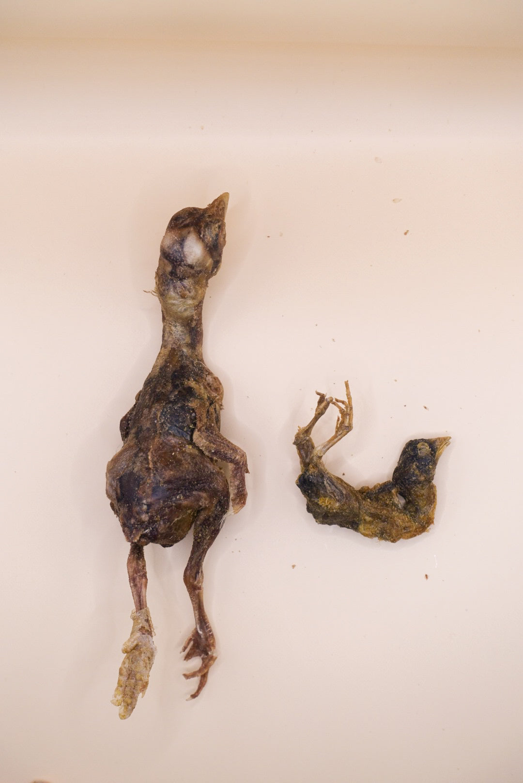 Freeze dried Whole Chick