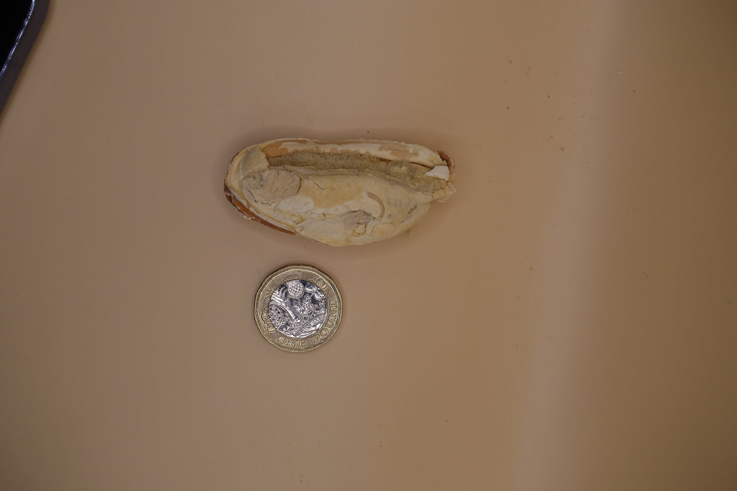 Large Green-Lipped Mussels