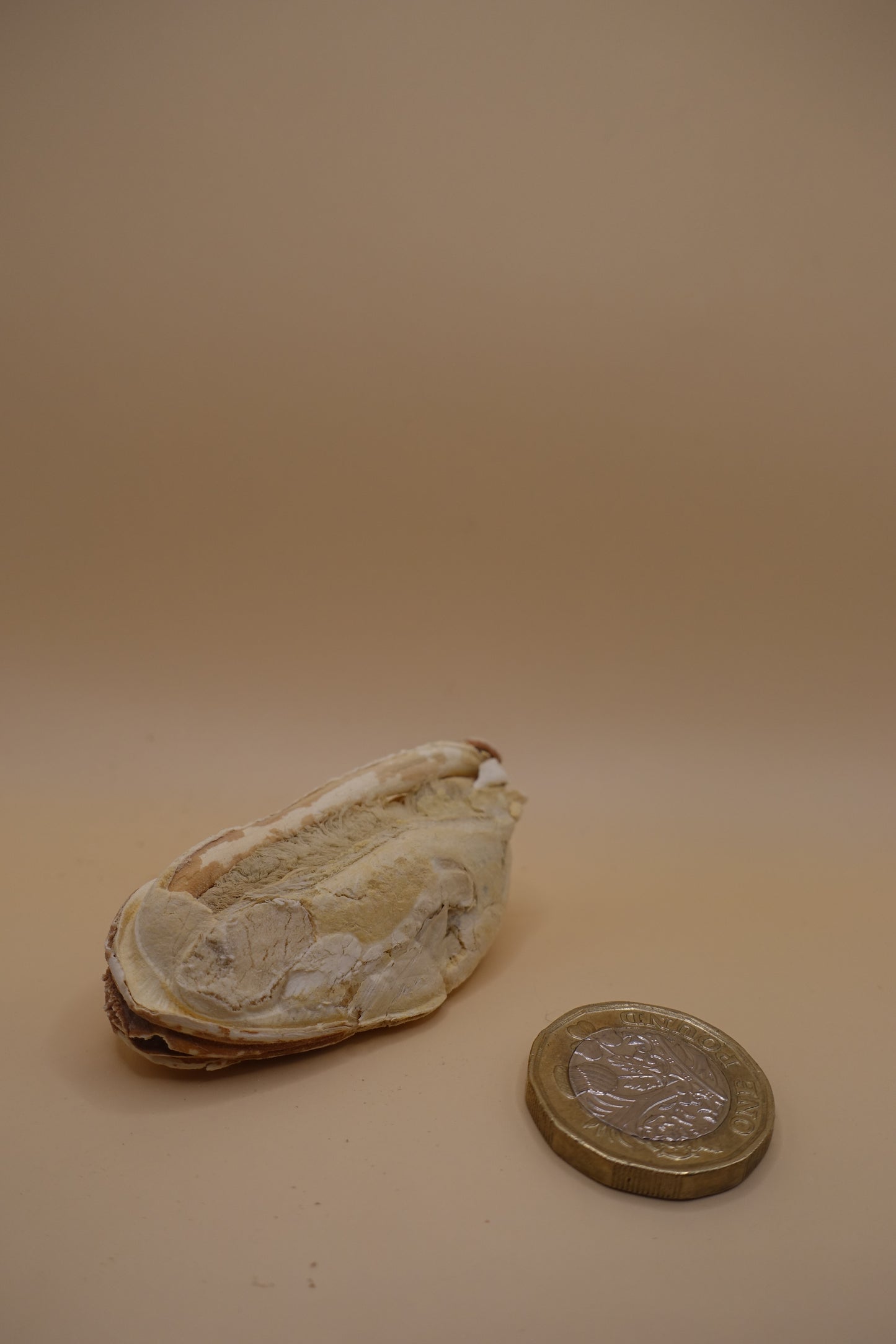 Large Green-Lipped Mussels