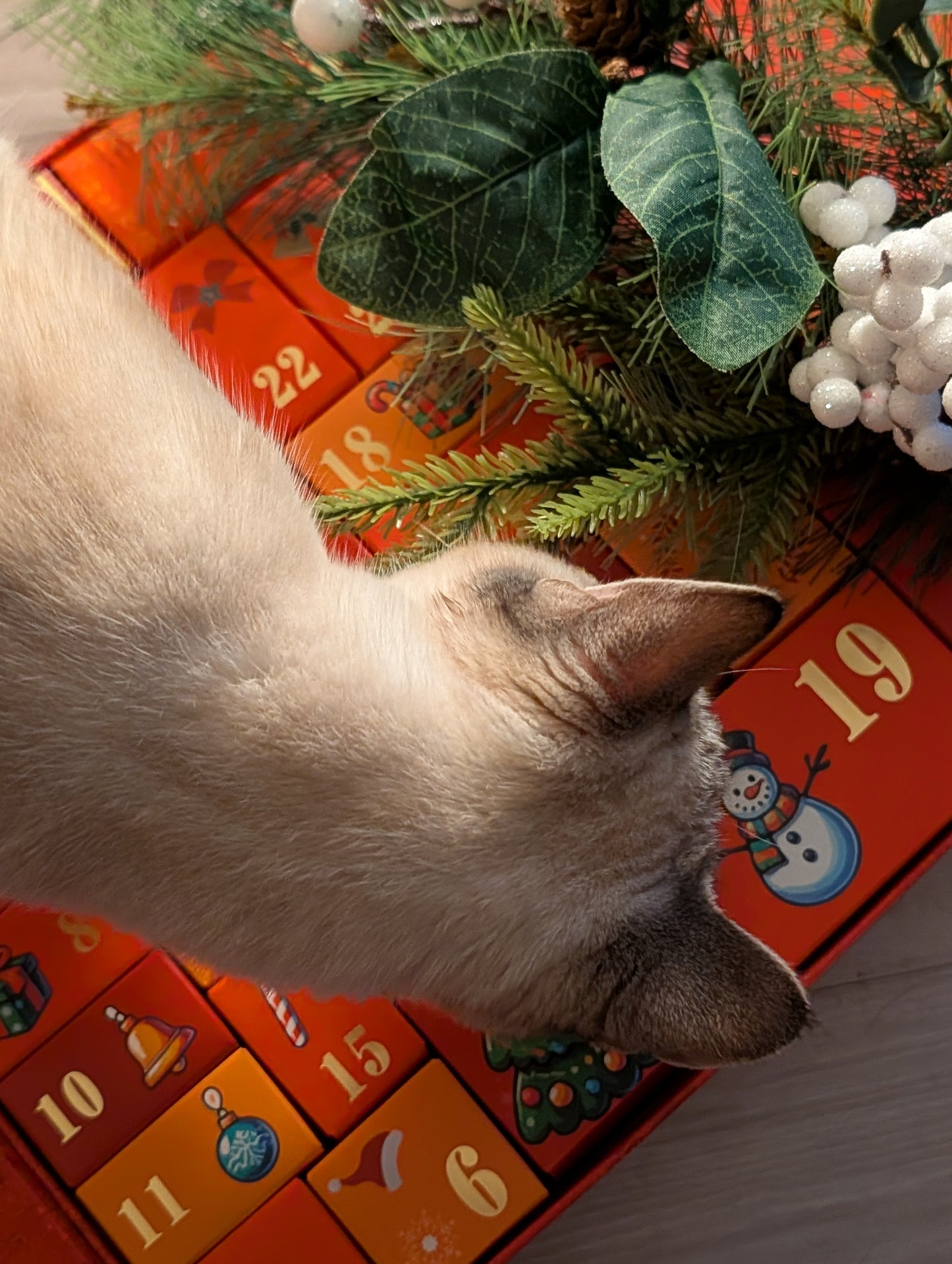 Luxury advent calendars for cats and dogs 2025
