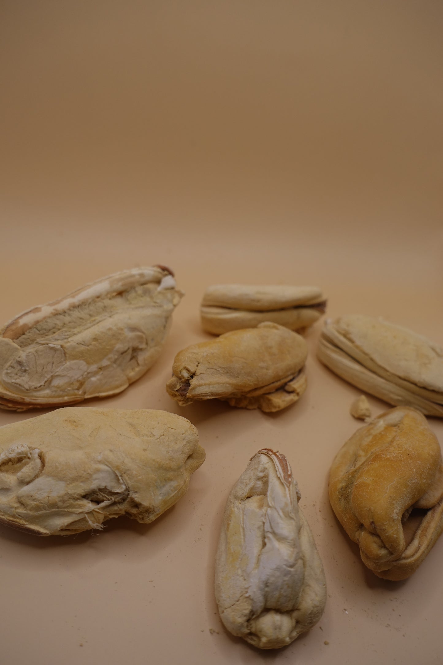 Large Green-Lipped Mussels